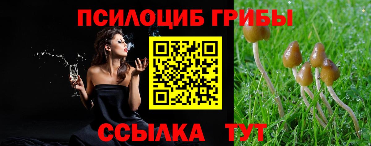 где купить наркоту  Вход с VPN  Кохма  Псилоцибиновые грибы мухоморы  Псилоцибиновые грибы Psilocybe 